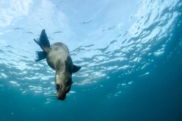Obraz premium Californian sea lion (Zalophus californianus) swimming and playing in the reefs of los islotes in Espiritu Santo island at La paz,. Baja California Sur,Mexico.