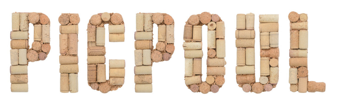 Grape variety Picpoul made of wine corks Isolated on white background