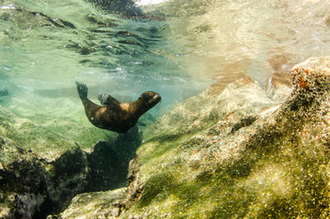 Californian sea lion (Zalophus californianus) swimming and playing in the reefs of los islotes in Espiritu Santo island at La paz,. Baja California Sur,Mexico.
