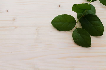 coffee paper flowers