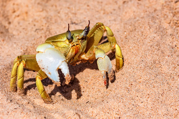 Close-up yellow crab on sand