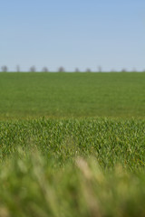 Spring green field meadow with blue sky with horizon, minimalist natural background.