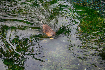North American beaver, (Castor canadensis), swimming beaver, USA,