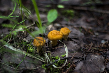 Forest mushrooms