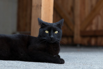 Fototapeta na wymiar schwarze Katze