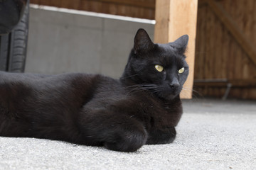 schwarze Katze