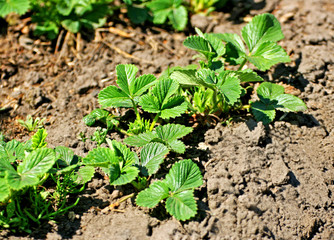 Planting strawberries.