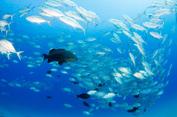 Big eye Trevally Jack, (Caranx sexfasciatus) in polarized school, bait ball or tornado with a diver...