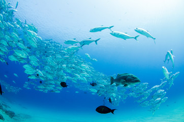 Fototapeta premium Big eye Trevally Jack, (Caranx sexfasciatus) in polarized school, bait ball or tornado with a diver taking pictures. Cabo Pulmo National Park, The world's aquarium. Baja California Sur,Mexico.