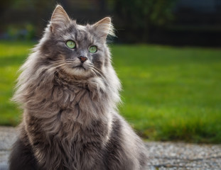 Graue Langhaarkatze mit schief gelegtem Kopf und nachdenklichem Blick