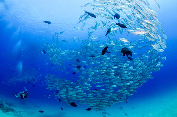 Obraz premium Big eye Trevally Jack, (Caranx sexfasciatus) in polarized school, bait ball or tornado with a diver taking pictures. Cabo Pulmo National Park, The world's aquarium. Baja California Sur,Mexico.