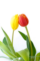 Obraz premium United colors for tulips