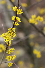 Blossom trees. Dogwood.
