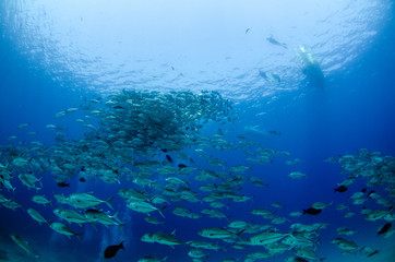 Big eye Trevally Jack, (Caranx sexfasciatus) in polarized school, bait ball or tornado with a diver taking pictures. Cabo Pulmo National Park, The world's aquarium. Baja California Sur,Mexico.