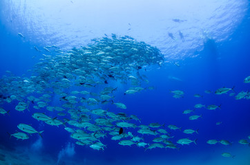 Obraz premium Big eye Trevally Jack, (Caranx sexfasciatus) in polarized school, bait ball or tornado with a diver taking pictures. Cabo Pulmo National Park, The world's aquarium. Baja California Sur,Mexico.