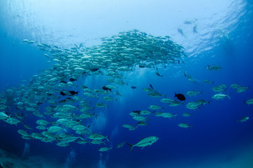 Big eye Trevally Jack, (Caranx sexfasciatus) in polarized school, bait ball or tornado with a diver...