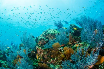 Korallenrifflandschaften des Meeres von Cortez, Baja California Sur, Mexiko. © leonardogonzalez