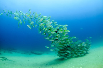 Fototapeta premium Graybar grunt (Haemulon sexfasciatus), forming a school in a shipwreck, reefs of Sea of Cortez, Pacific ocean. Cabo Pulmo, Baja California Sur, Mexico. Cousteau named it The world's aquarium.
