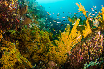 Naklejka na ściany i meble Coral reef scenics of the Sea of Cortez, Baja California Sur, Mexico. 