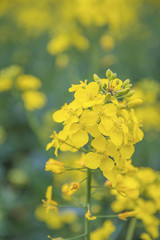 Rape flowers close up