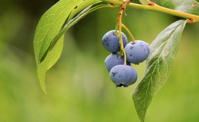 Vaccinium uliginosum (bog bilberry, bog blueberry.  northern bilberry or western blueberry[