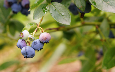 Vaccinium uliginosum (bog bilberry, bog blueberry.  northern bilberry or western blueberry[