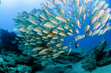 Obraz premium Graybar grunt (Haemulon sexfasciatus), forming a school in a shipwreck, reefs of Sea of Cortez, Pacific ocean. Cabo Pulmo, Baja California Sur, Mexico. Cousteau named it The world's aquarium.