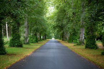 Grove view early autumn