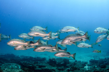 Obraz premium Big Dog Snapper (Lutjanus novemfasciatus), hunting trevally, reefs of Sea of Cortez, Pacific ocean. Cabo Pulmo National Park, Baja California Sur, Mexico. 