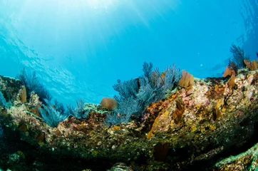 Coral reef scenics of the Sea of Cortez, Baja California Sur, Mexico.  © leonardogonzalez