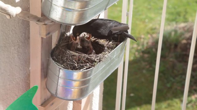 Vogelnest mit V&ouml;geln und Vogelmutter