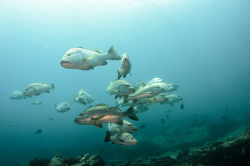 Obraz premium Big Dog Snapper (Lutjanus novemfasciatus), hunting trevally, reefs of Sea of Cortez, Pacific ocean. Cabo Pulmo National Park, Baja California Sur, Mexico. 