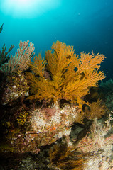 Coral reef scenics of the Sea of Cortez, Baja California Sur, Mexico.  © leonardogonzalez