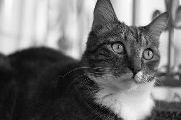 Mature short-haired striped domestic cat lying on a rug on the balcony