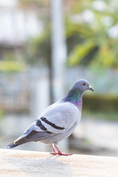 full body of homing pigeon bird