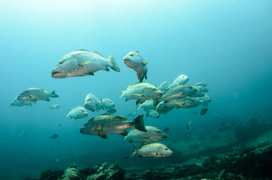 Big Dog Snapper (Lutjanus novemfasciatus), hunting trevally, reefs of Sea of Cortez, Pacific ocean. Cabo Pulmo National Park, Baja California Sur, Mexico. 