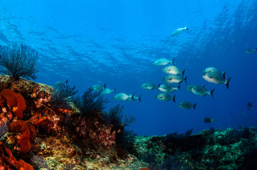 Obraz na płótnie Canvas Coral reef scenics of the Sea of Cortez, Baja California Sur, Mexico. 