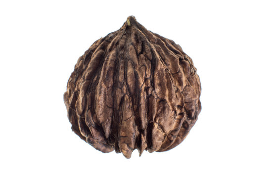 black walnut from the Andes called tocted isolated on white
