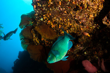 Fototapeta premium parrotfish, feeding in a shipwreck at night. reefs of the Sea of Cortez, Pacific ocean. Cabo Pulmo, Baja California Sur, Mexico. The world's aquarium.