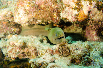 Fototapeta premium Panamic Green Moray Eel (Gymnothorax castaneus), mouth wide open resting in reefs of the Sea of Cortez, Pacific ocean. Cabo Pulmo, Baja California Sur, Mexico. Cousteau named it The world's aquarium.