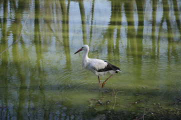 white stork in the water