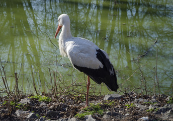 white stork ashor