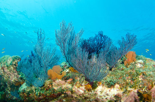 Fototapeta Coral reef scenics of the Sea of Cortez, Baja California Sur, Mexico. 