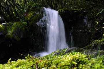 Fototapeta na wymiar Cascading waterfall in Franz Joseph national park