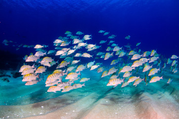 Obraz premium Graybar grunt (Haemulon sexfasciatus), forming a school in a shipwreck, reefs of Sea of Cortez, Pacific ocean. Cabo Pulmo, Baja California Sur, Mexico. Cousteau named it The world's aquarium.