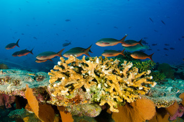 Coral reef scenics of the Sea of Cortez, Baja California Sur, Mexico.  © leonardogonzalez
