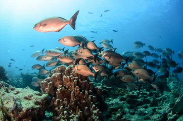 Coral reef scenics of the Sea of Cortez, Baja California Sur, Mexico.  © leonardogonzalez