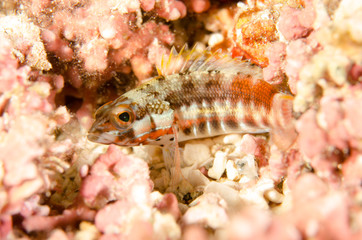 Blennys from the sea of cortez, mexico.