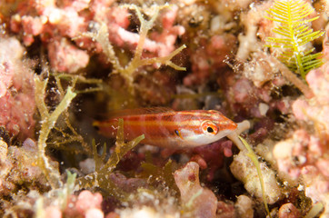 Blennys from the sea of cortez, mexico.