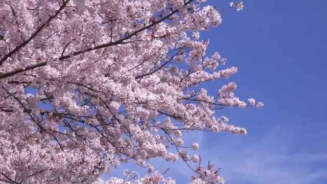 Cherry blossoms in full bloom	